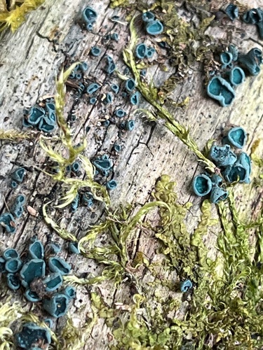Chlorociboria aeruginascens — no rights reserved