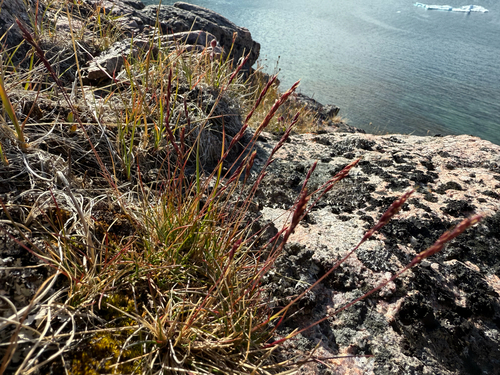 Baffin Fescue (Festuca baffinensis)