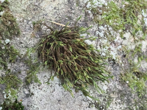 Hedwigia filiformis observed 2025-08-07