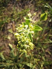 Schizoglossum cordifolium image