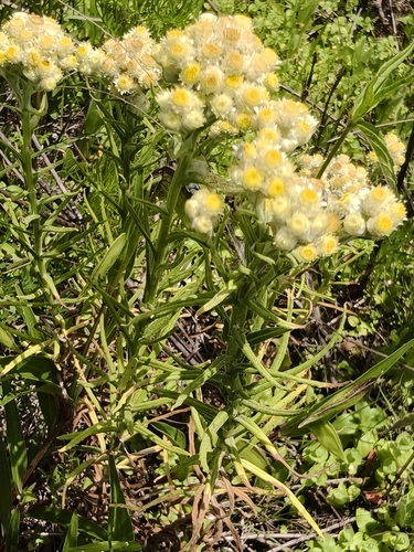 Cudweed (kamomi) — Gnaphalium viscosum, used in Haitian and Caribbean herbal tradition