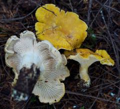 Cantharellus cascadensis