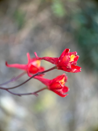Scarlet Larkspur (Delphinium cardinale)