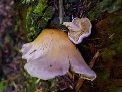 Gymnopilus punctifolius