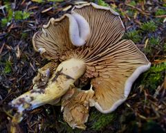 Gymnopilus punctifolius