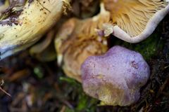 Gymnopilus punctifolius