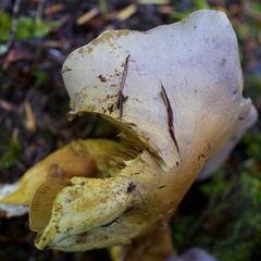 Gymnopilus punctifolius
