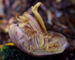 Gymnopilus punctifolius