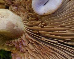 Gymnopilus punctifolius