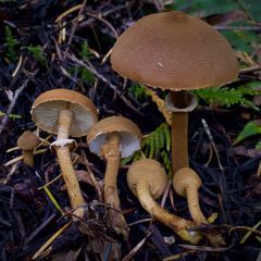 Cystoderma carcharias fallax