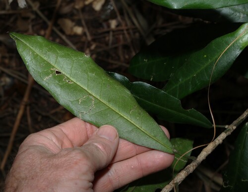 Medicosma cunninghamii, photograph 3