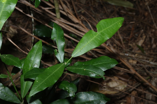 pinkheart (Medicosma cunninghamii)