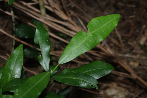 Medicosma cunninghamii, photograph 2