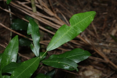 Medicosma cunninghamii, photograph (c) Greg Tasney, some rights reserved (CC BY-SA)