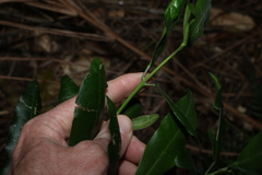 Medicosma cunninghamii