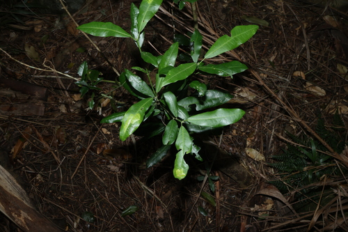 Medicosma cunninghamii, photograph 4