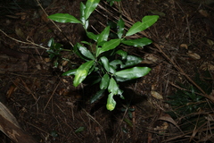 Medicosma cunninghamii, photograph (c) Greg Tasney, some rights reserved (CC BY-SA)