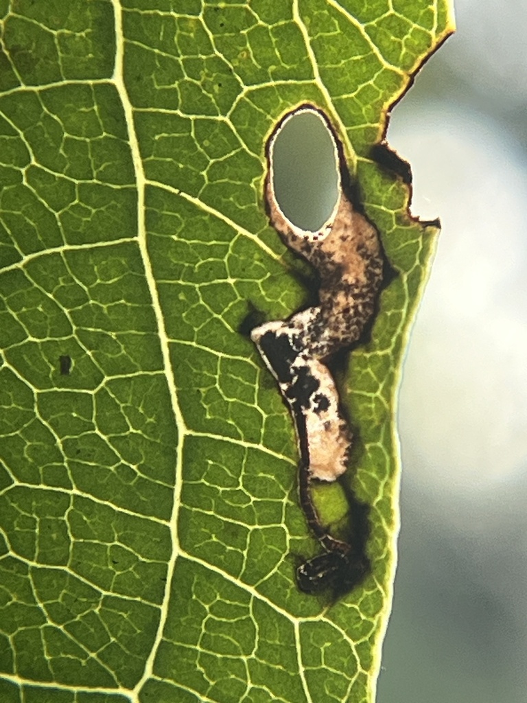 Coptodisca diospyriella