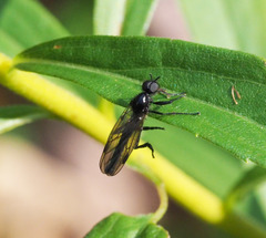 Bibioninae