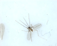 Diptera