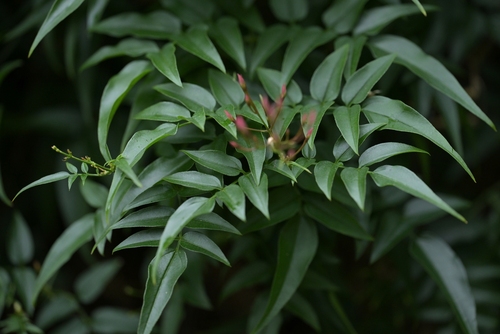 Jasminum polyanthum
