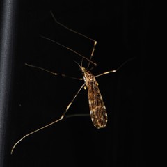 Erioptera