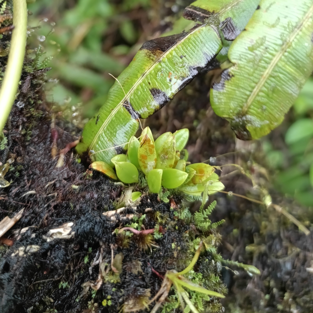 Andreettaea aristata
