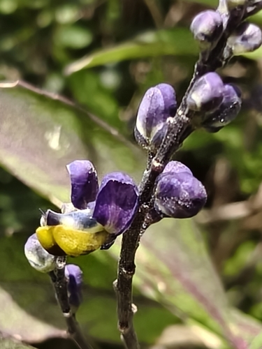 Monnina ciliolata, photograph 4