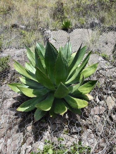Cow Horn Agave (Agave bovicornuta)