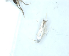 Lepidoptera