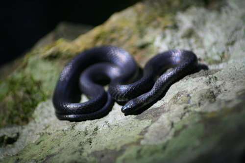 Dugès' Earth Snake