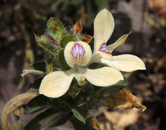 Tetramerium