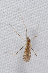 Erioptera