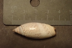 Agaronia testacea
