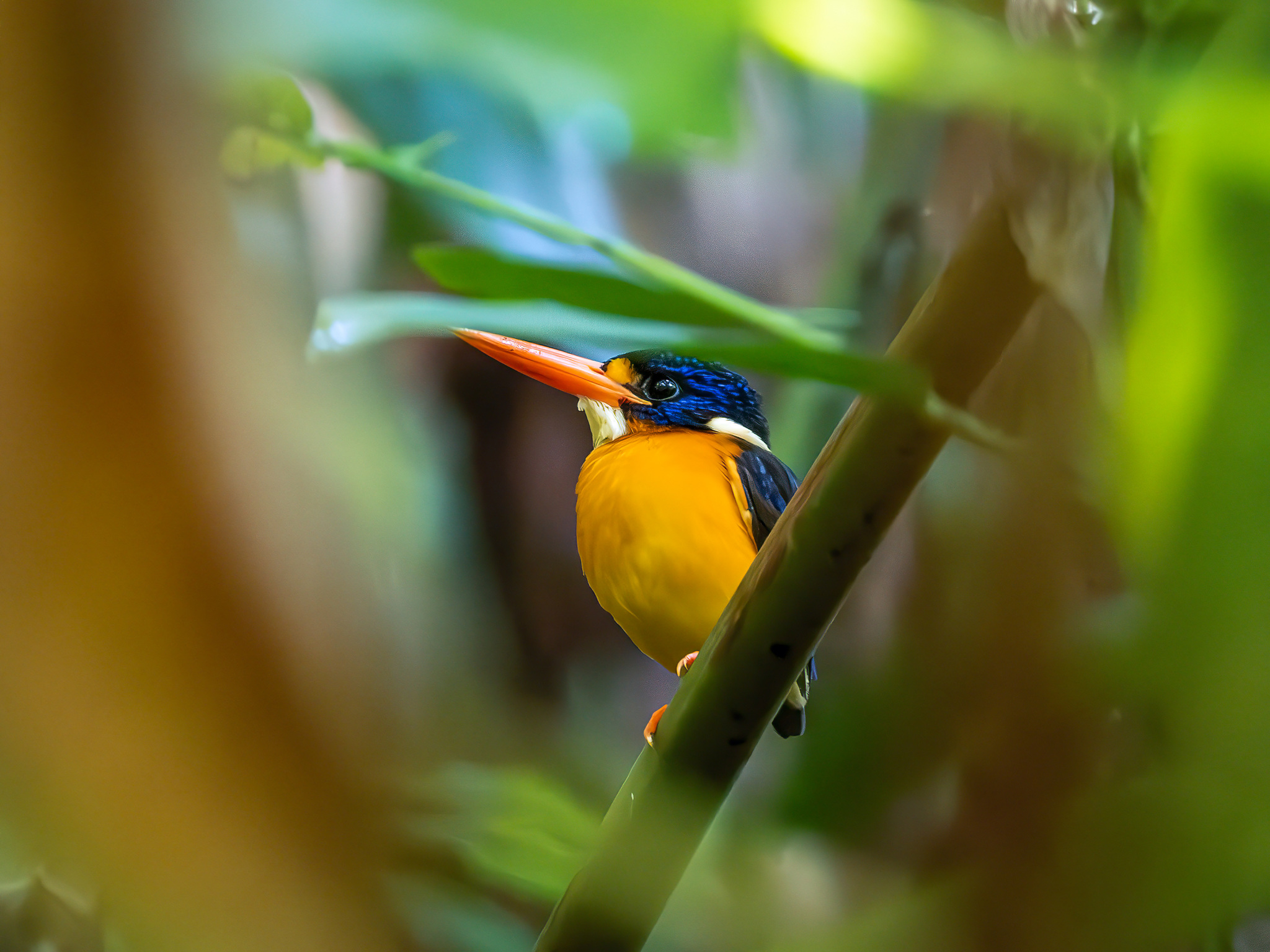 Moluccan Dwarf Kingfisher (Ceyx lepidus), photo 1
