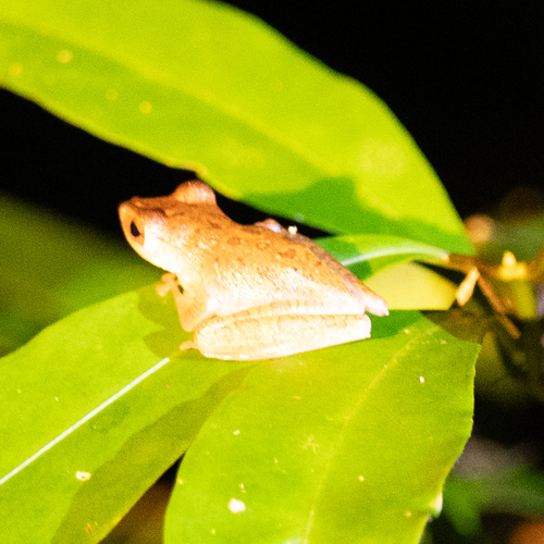 Rhacophorus pardalis