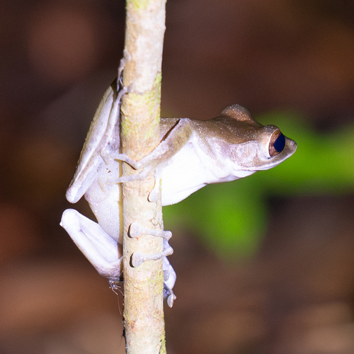 Polypedates colletti