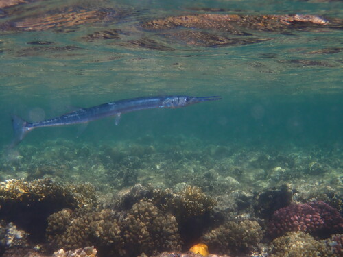 Houndfish — seen at this dive site