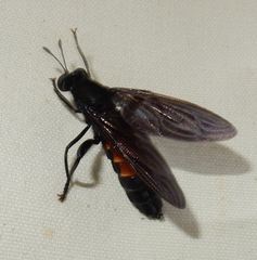 Mydas chrysostomus