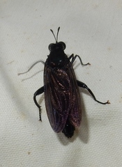 Mydas chrysostomus