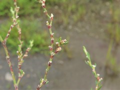 Polygonum ramosissimum