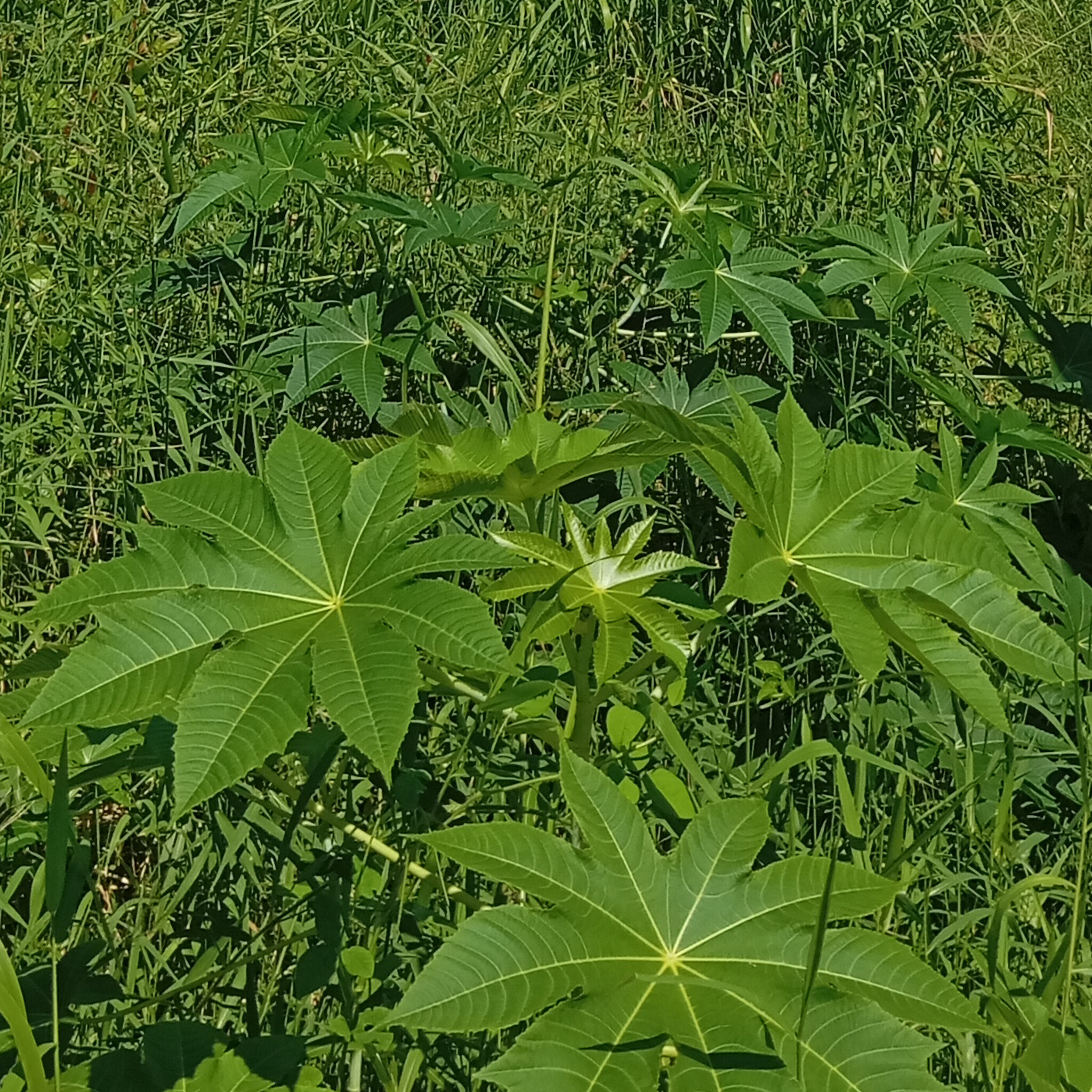 Ricinus communis
