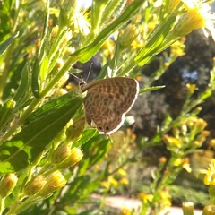 Leptotes pirithous