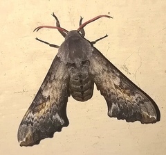 Poliodes roseicornis