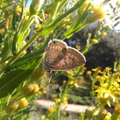Leptotes pirithous