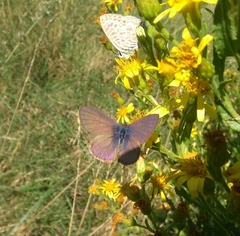 Leptotes pirithous