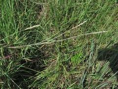 Bothriochloa longipaniculata