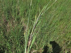 Bothriochloa longipaniculata