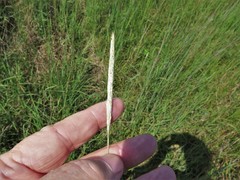 Bothriochloa longipaniculata