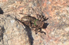 Enyaliopsis